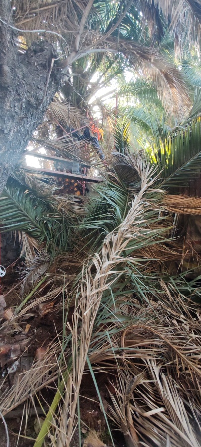 Tala de Arbol
