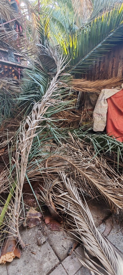 Tala de Arbol