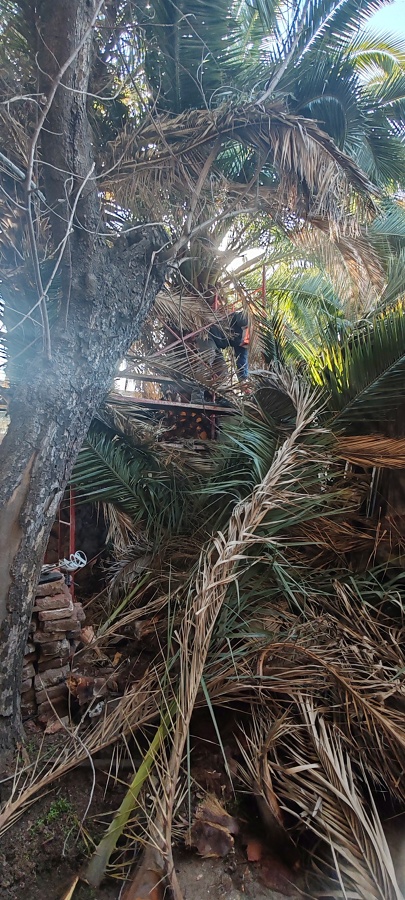 Tala de Arbol