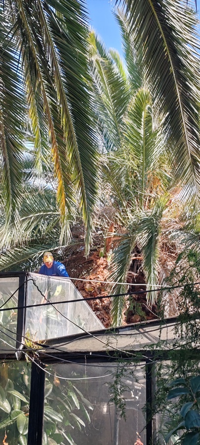 Tala de Arbol