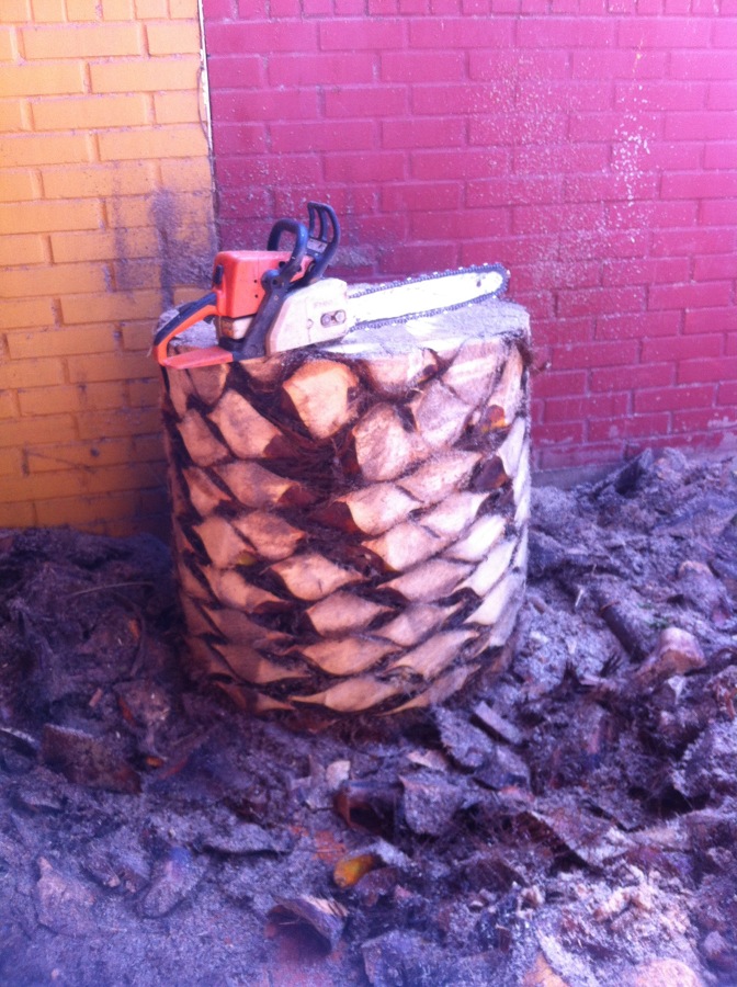 poda de palmera patio interior 