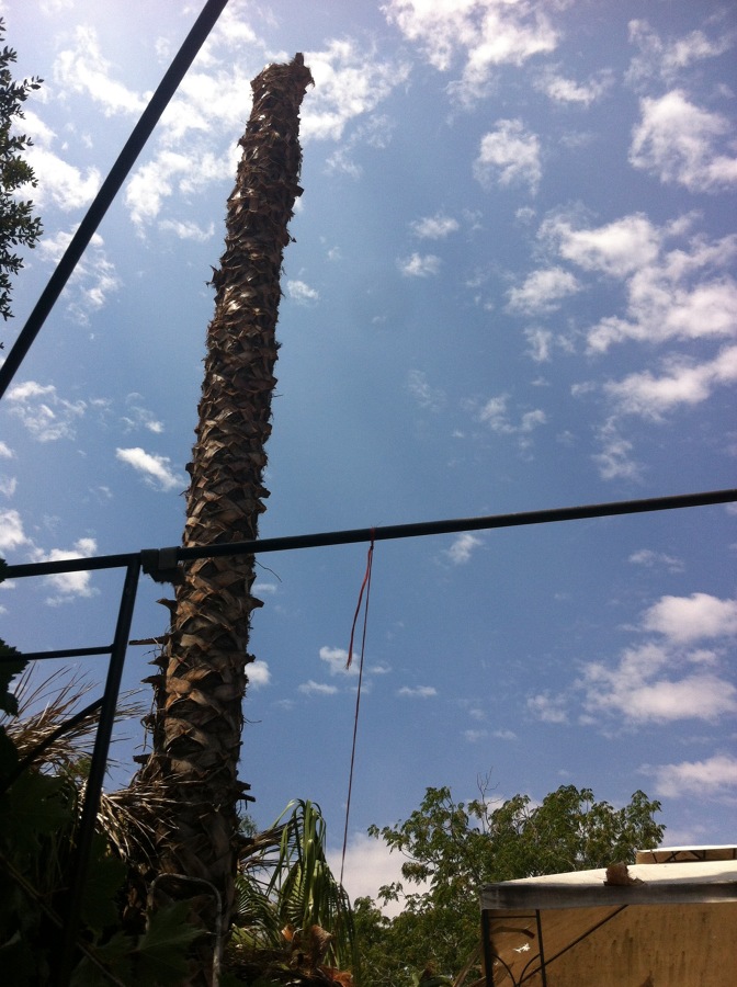 tala de palmera 