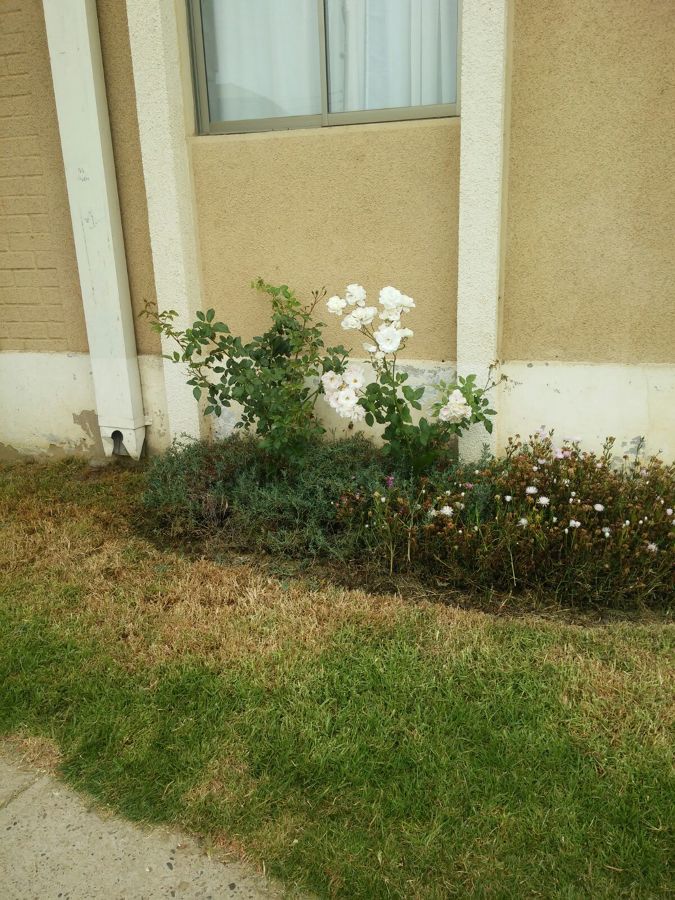 Mantención de áreas verdes