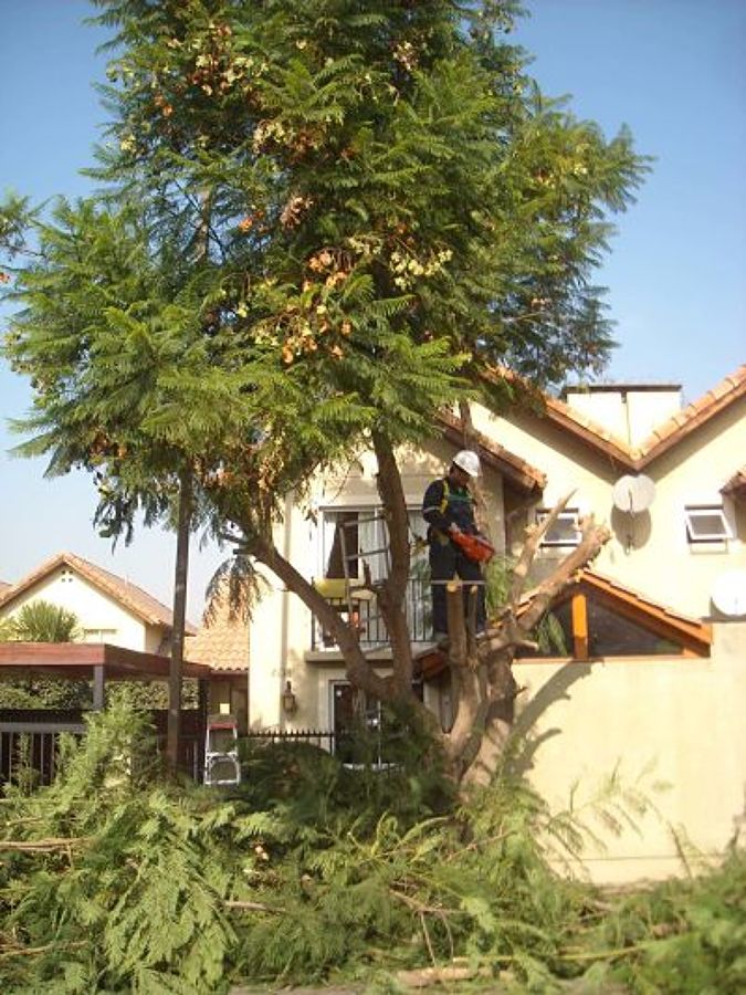 Tala de arboles en Huechuraba