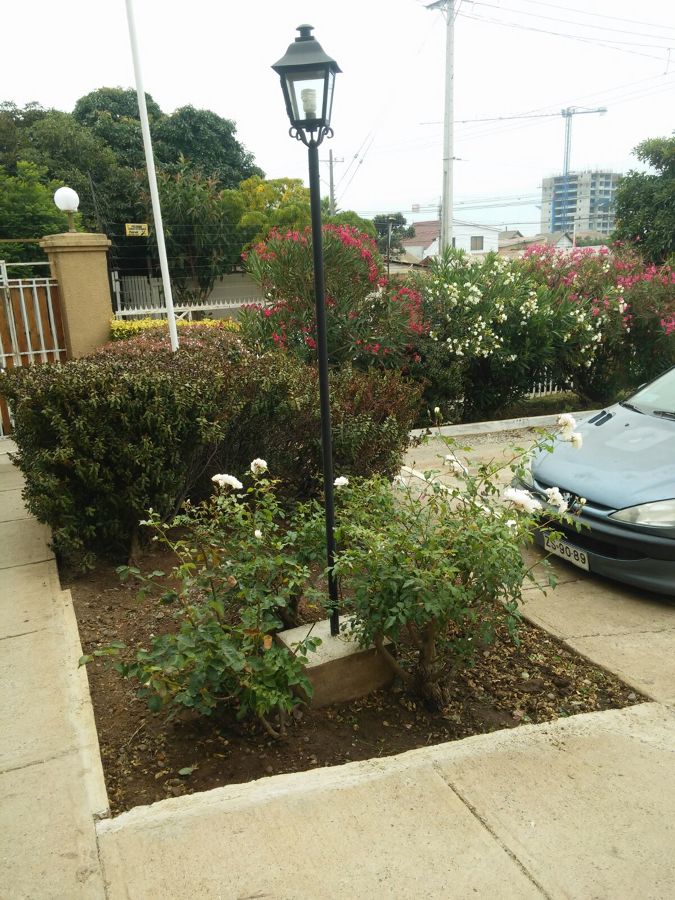 Mantención de áreas verdes en condominio