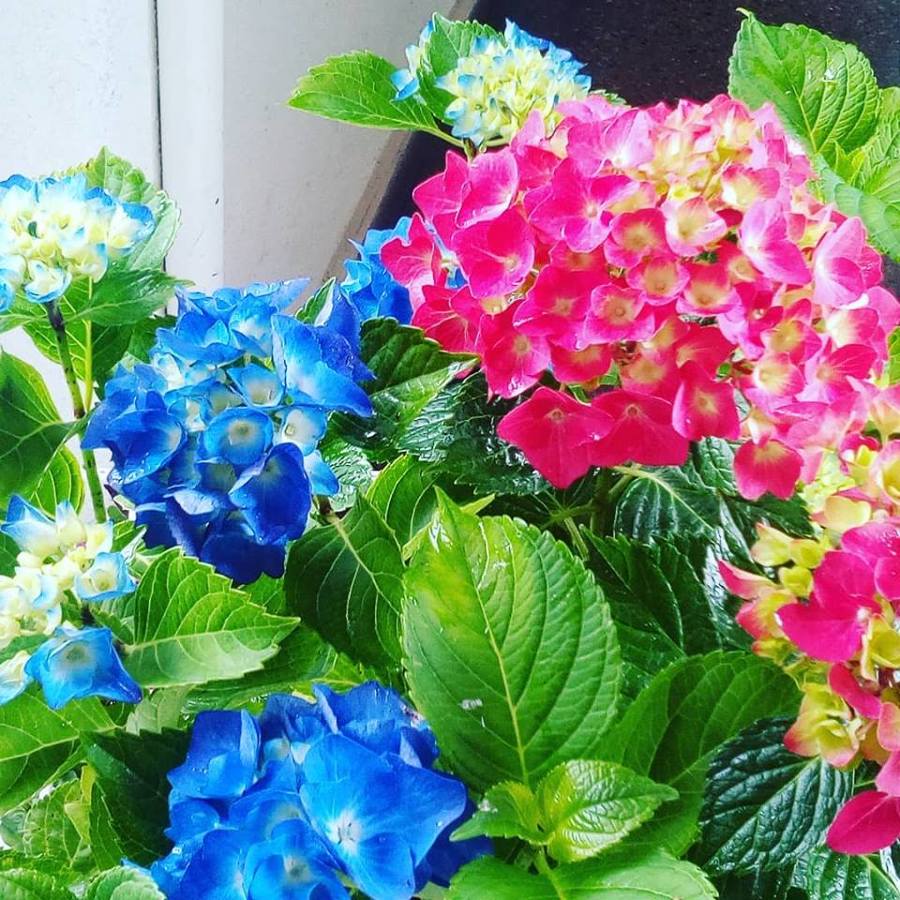 Hortensias en casa particular