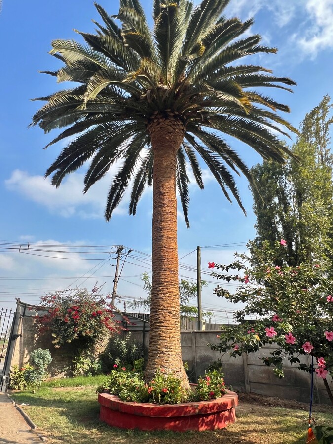 poda de palmera washingtonia