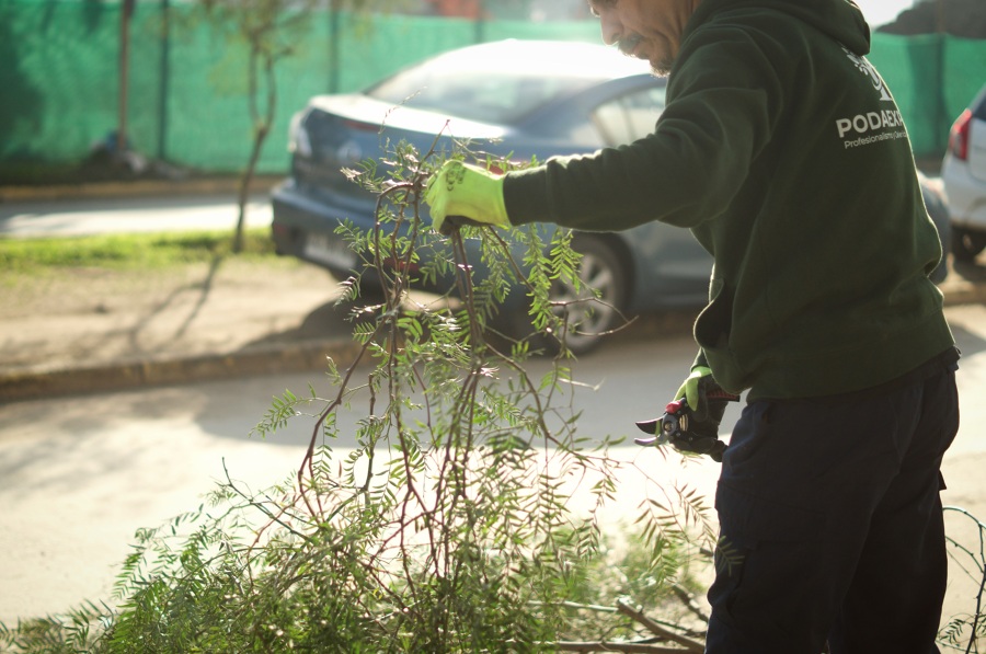 Acopio y retiro de material verde