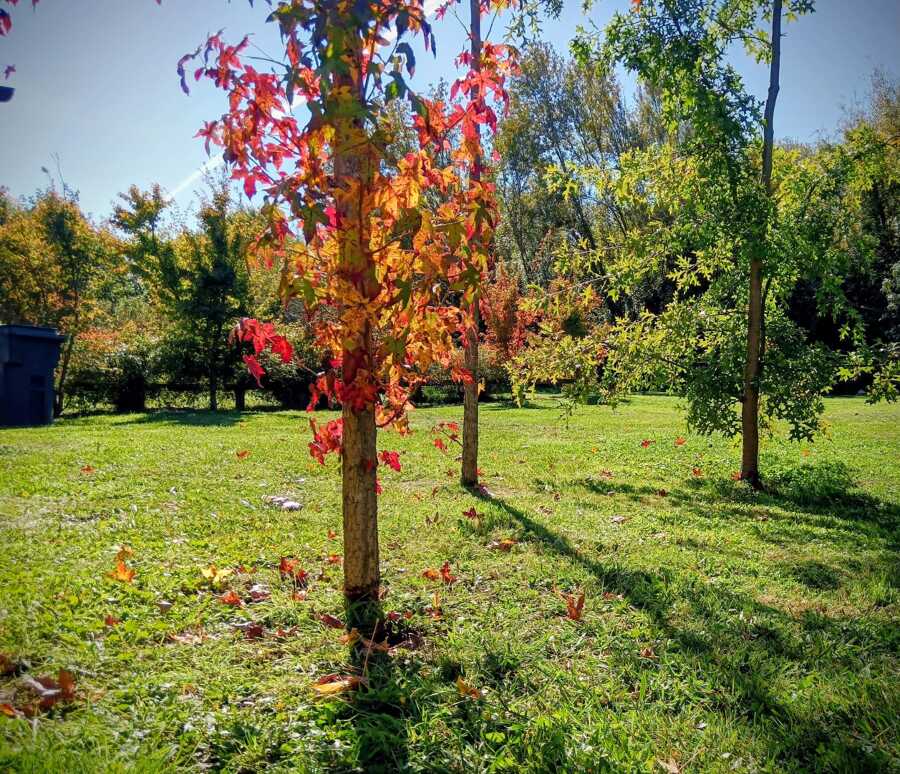 perfilado de arboles