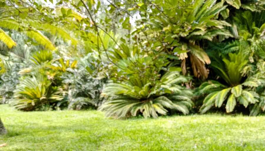 Mantencion de jardines y areas verdes