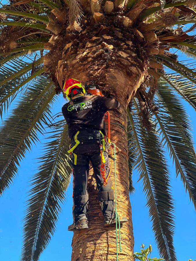 poda de palmera washingtonia