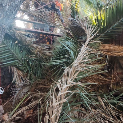 Tala de Arbol