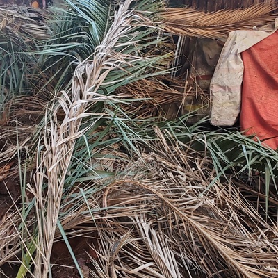 Tala de Arbol