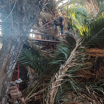 Tala de Arbol