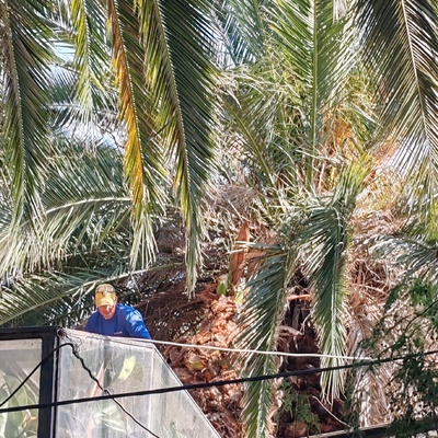 Tala de Arbol
