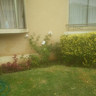 Mantención de áreas verdes en condominio