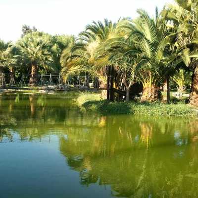 Laguna Parcela Curacaví