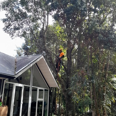 PODA PREVENTIVA COIHUE