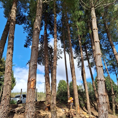 PODA PINO INSIGNE - ANCUD CHILOE