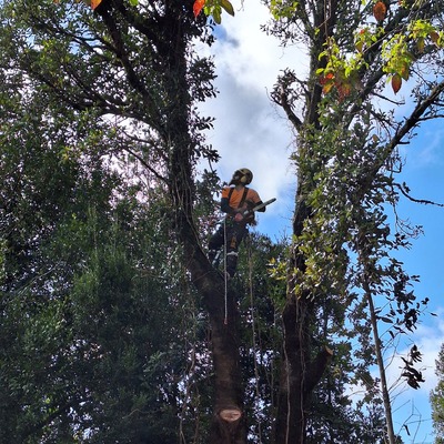 PODA Y TALA CONTROLADA - CANELOS EN DESCOMPOSICION