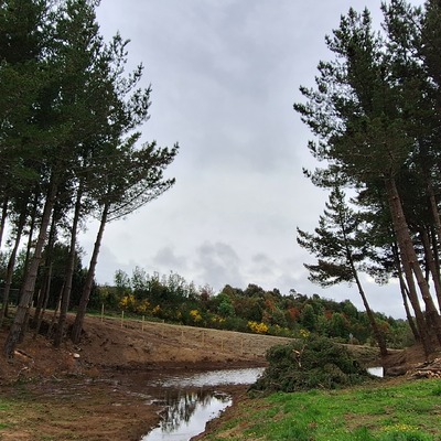 PODA PINO INSIGNE - ANCUD CHILOE