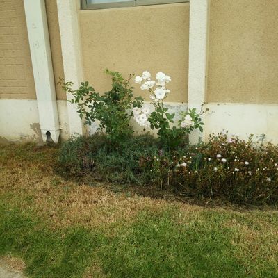 Mantención de áreas verdes