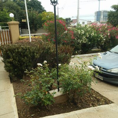 Mantención de áreas verdes en condominio