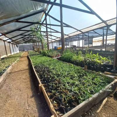 Producción  de chepica