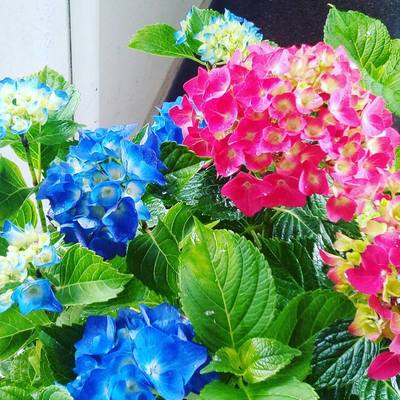 Hortensias en casa particular