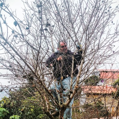 Poda de árboles en altura