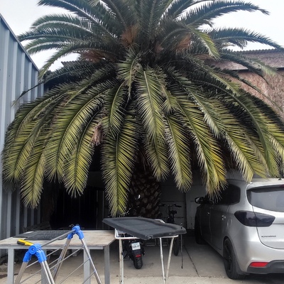 Palmera sin mantención