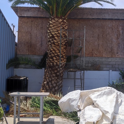 Poda de Pamera chilena