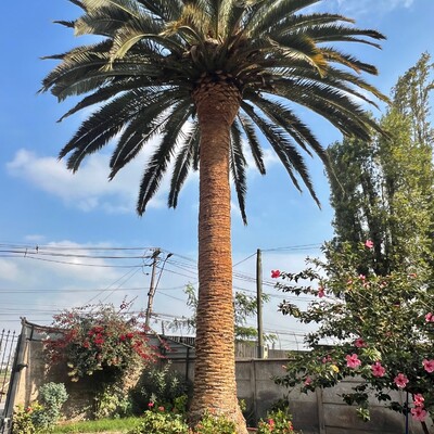 poda de palmera washingtonia