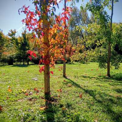 perfilado de arboles