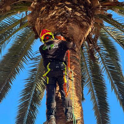 poda de palmera washingtonia