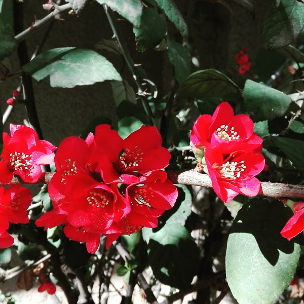 Mantención jardines