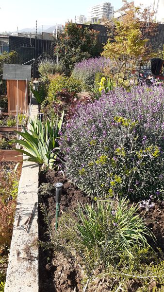 Jardin en su mayoria con herbaceas