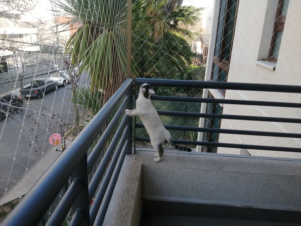 Gatito feliz