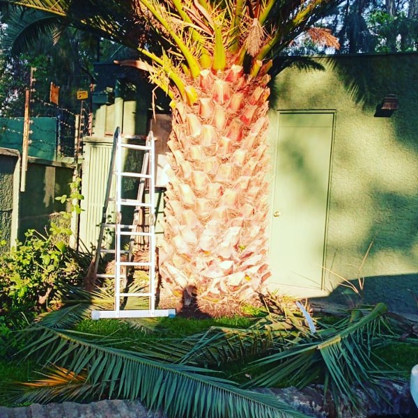 Limpieza y tala de palmeras