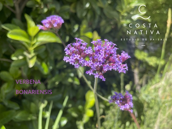 Verbena, la estrella de los jardines sustentables