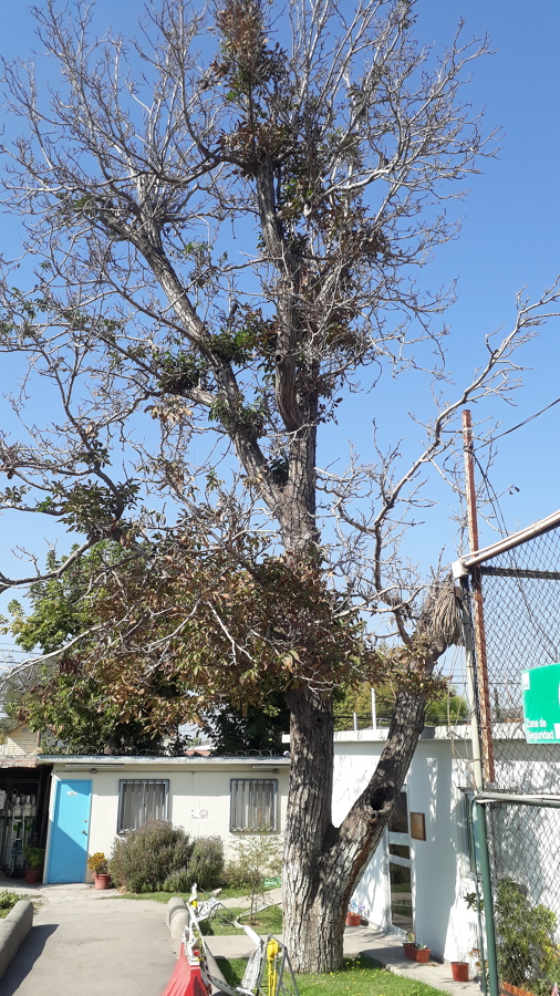 Árbol antes de la tala