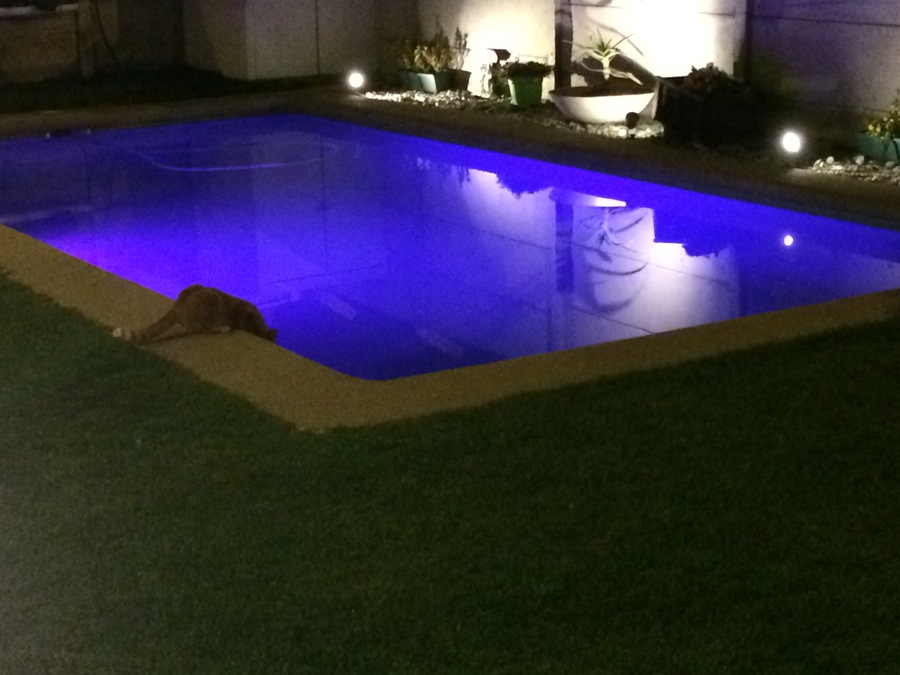 Foto Piscina 8x4 en Chicureo Casa 54