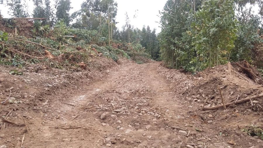 Haciendo Camino atraves del bosque.