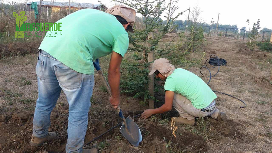Instalación de Linea Riego para Árboles