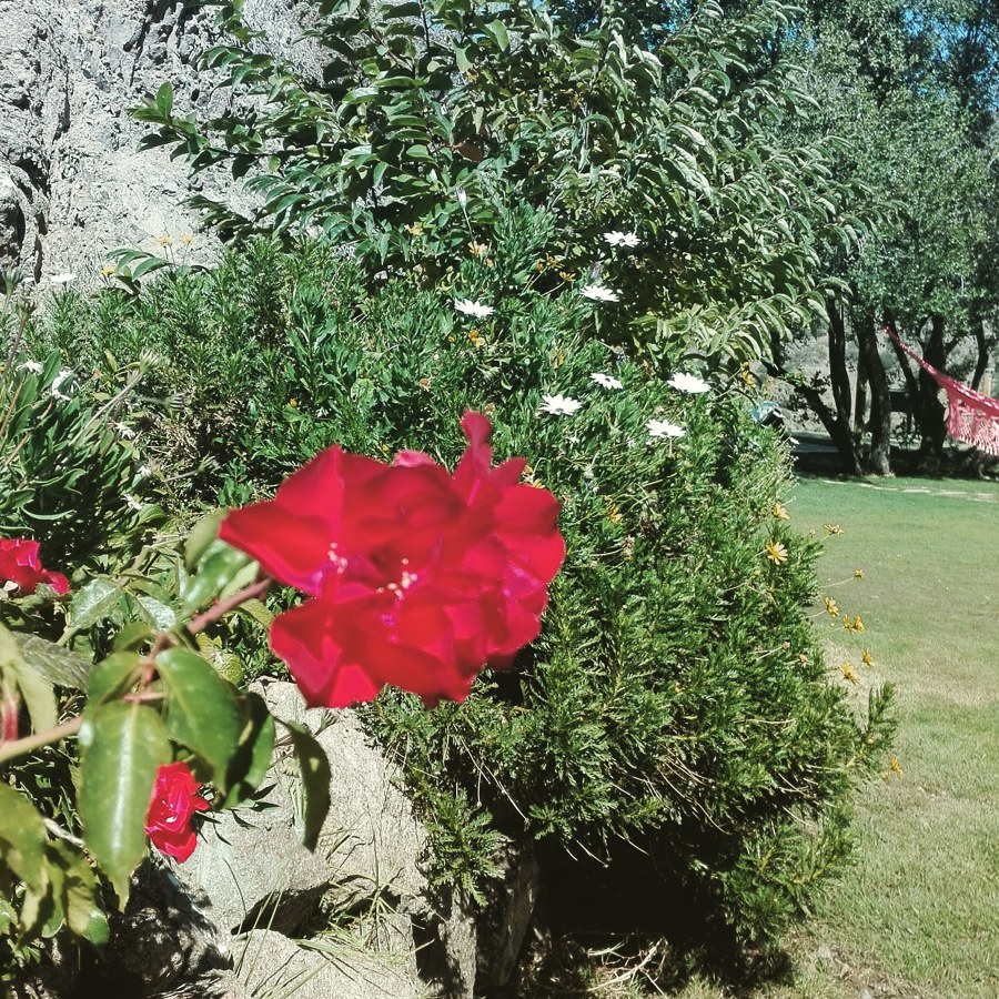 Mantención de jardín casa