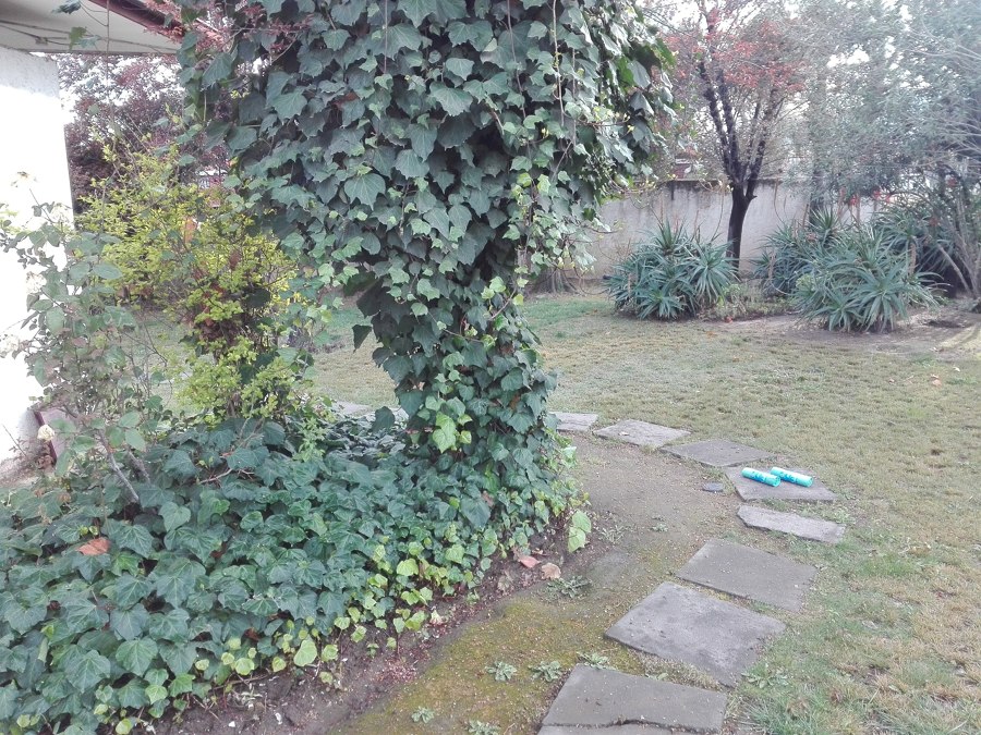 Mantención de jardín casa