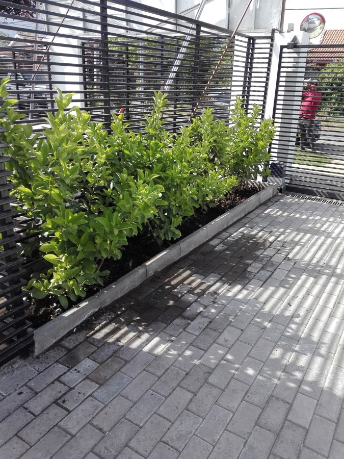 Mantención de jardín casa