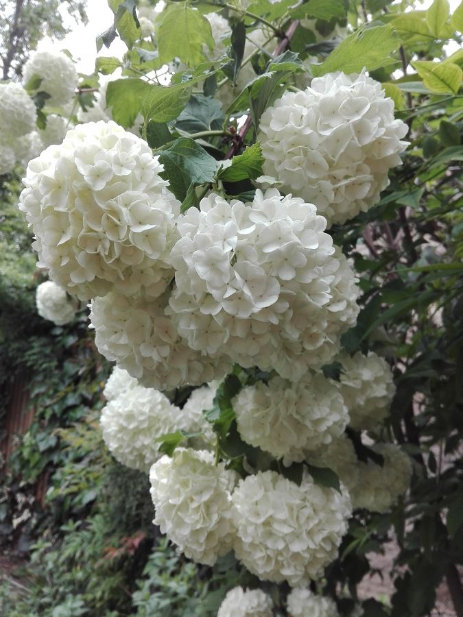 Mantención de jardín