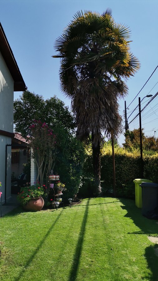 Mantención de jardín casa