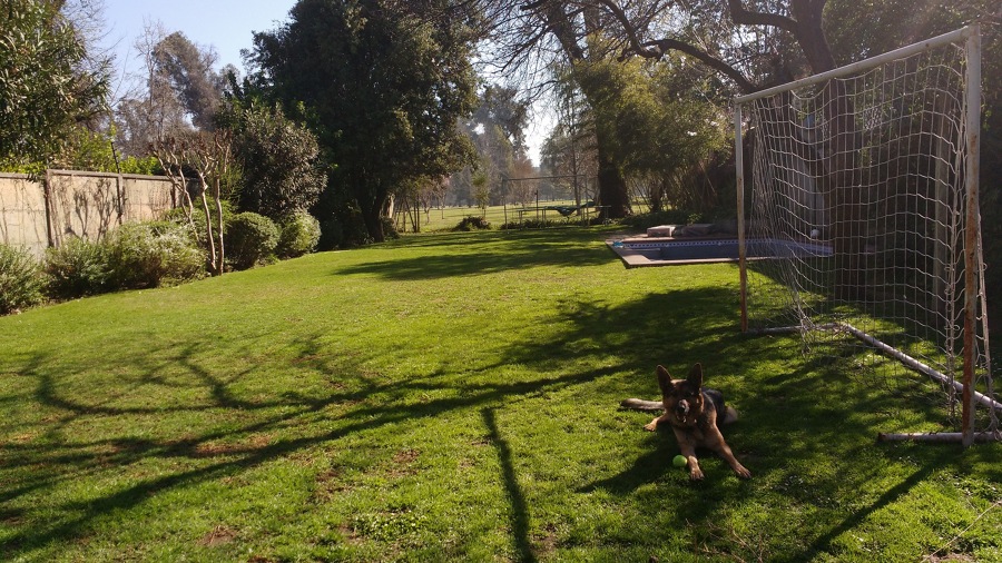 Mantención de Jardín - El nocedal, La Reina